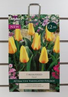Taylors Miskodeed Tulips - 7 Bulbs