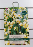 Taylors Canaliculatus Daffodils - 12 Bulbs