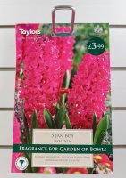 Taylors Jan Bos Hyacinths - 5 Bulbs