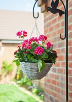 Smart Garden Sable Willow Hanging Basket 14”