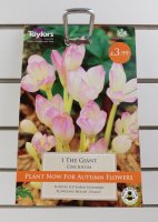Taylors The Giant Colchicum - 1 Bulb