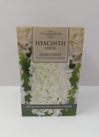 Taylors White Hyacinth Grow Kit With Glass Carafe - 1 Bulb