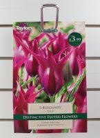 Taylors Burgundy Tulips - 5 Bulbs
