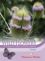Thompson & Morgan Wild Flower Teasel