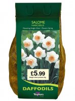 Taylors Salome Daffodil Bulbs - 2kg