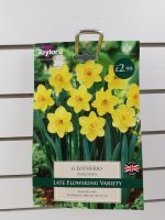 Taylors Lotherio Narcissus - 6 Bulbs