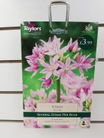 Taylors Eros Allium - 8 Bulbs