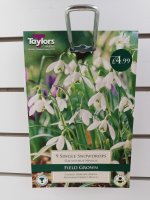Taylors Single Snowdrops Galanthus Nivalis - 9 Bulbs