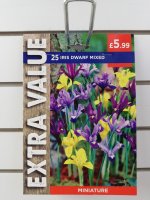 Taylors Iris Dwarf Flowers - 25 Mixed Bulbs