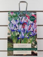 Taylors Clairette Iris Reticulata - 15 Bulbs