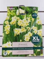 Taylors Minnow Daffodils - 30 Bulbs