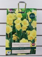 Taylors Yellow Cheerfulness Daffodils - 7 Bulbs