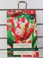 Taylors Estella Rijnveld Tulips - 6 Bulbs