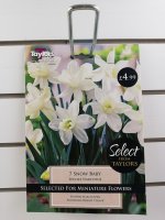 Taylors Snow Baby Narcissus - 7 Bulbs