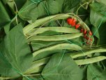 Smart Garden Pea & Bean Netting - Green 150mm - 2 x 5m