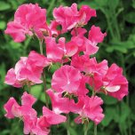 Thompson and Morgan Sweet Pea Robert Uvedale