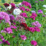 Sweet William Excelsior Mixed