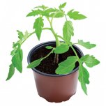 Garland 9cm Professional Growing Pots (10)