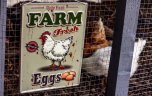 La Hacienda Embossed Metal Sign 40 x 30cm - Farm Fresh Eggs
