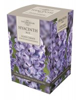 Taylors Blue Hyacinth Grow Kit With Glass Carafe - 1 Bulb