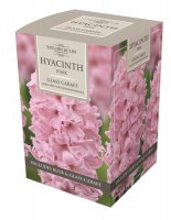 Taylors Pink Hyacinth Grow Kit With Glass Carafe - 1 Bulb