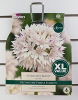 Taylors Graceful Beauty Allium - 15 Bulbs