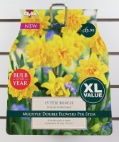 Taylors Tete Boucle Daffodils - 15 Bulbs