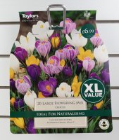 Taylors Large Flowering Mix Crocus - 20 Bulbs