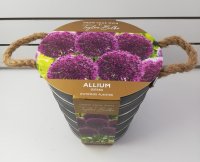 Taylors Grow-Your-Own Allium Ostara Outdoor Planter