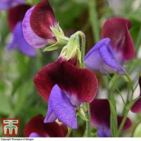 Thompson & Morgan Sweet Pea Matucana