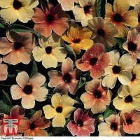 Thompson and Morgan Black Eyed Susana Salmon Shades