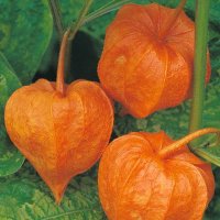 Thompson & Morgan Chinese Lanterns (Physalis gigantea)