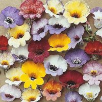 Nemesia Tapestry Mixed