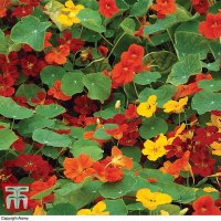 Thompson & Morgan Nasturtium Whirlybird Mixed