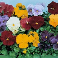 Thompson & Morgan Pansy Clear Crystal Mixed