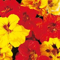 Thompson & Morgan Nasturtium Double Gleam Mixed