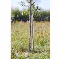Tree Stakes - Softwood Round 120cm