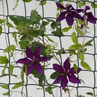 Smart Garden Climbing Plant & Fencing Mesh 50mm 1 x 5M - Green