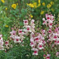 Thompson & Morgan Antirrhinum Lucky Lips