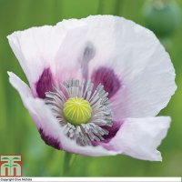 Thompson & Morgan Poppy Album