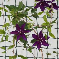Smart Garden Climbing Plant & Fencing Mesh 50mm 0.5 x 5M - Green