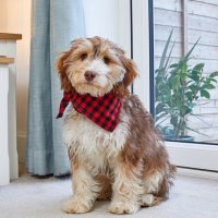 Zoon Beau Bandana Red Check Large/Extra Large