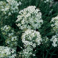 Thompson & Morgan Herb Garlic Chives