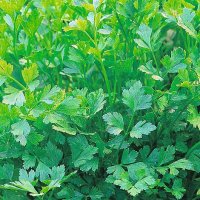 Thompson & Morgan Herb Parsley Plain Leaved (Sheeps) 2