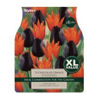 Taylors Chocolate Orange Tulips - 15 Bulbs
