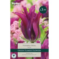 Taylors Purple Doll Tulips - 9 Bulbs