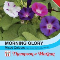 Thompson & Morgan Morning Glory Mixed Colours