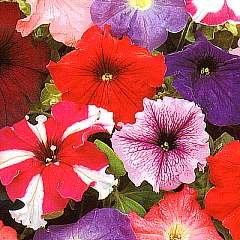 Thompson & Morgan Petunia x Hybrida Rainbow F2