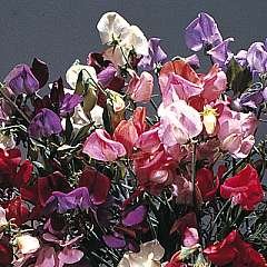 Thompson & Morgan Sweet Pea - Antique Fantasy Mixed