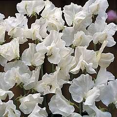 Thompson & Morgan Sweet Pea : White Supreme